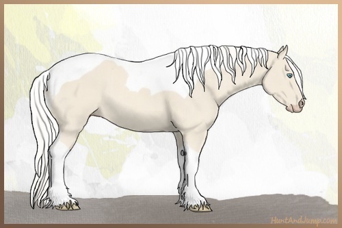 Horse Color:Cremello Tobiano