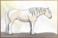 Horse Color:Cremello Tobiano