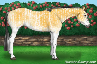 Horse Color:Gray Buckskin  and Gray White Spotted Buckskin 