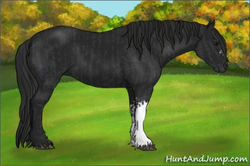 Horse Color:Black and Gray Black