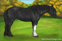 Horse Color:Black and Gray Black