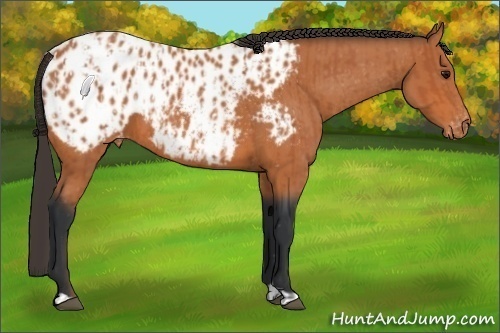 Horse Color:Bay Near Leopard and Bay Near Leopard