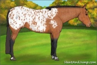 Horse Color:Bay Near Leopard  and Bay Near Leopard 