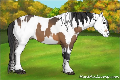 Horse Color:Buckskin and White Spotted Buckskin
