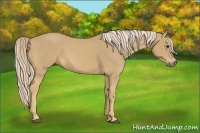 Horse Color:Palomino Rabicano 