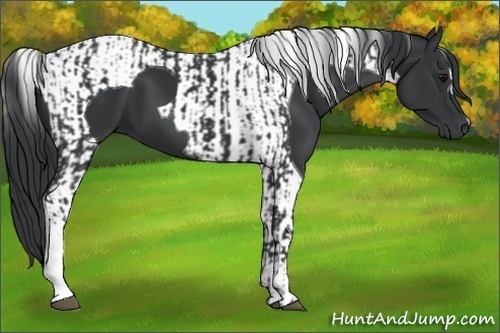 Horse Color:Black  and Black Tobiano 