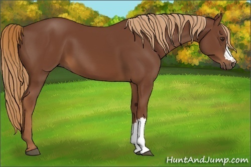 Horse Color:Chestnut 