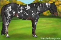 Horse Color:White Spotted Liver Chestnut and White Spotted Liver Chestnut