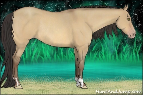 Horse Color:Amber Champagne Dun  and Amber Champagne Dun Rabicano 
