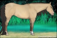 Horse Color:Amber Champagne Dun  and Amber Champagne Dun Rabicano 