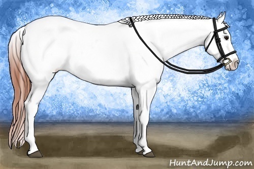 Horse Color:White Spotted Bay Dun Frame Appaloosa 