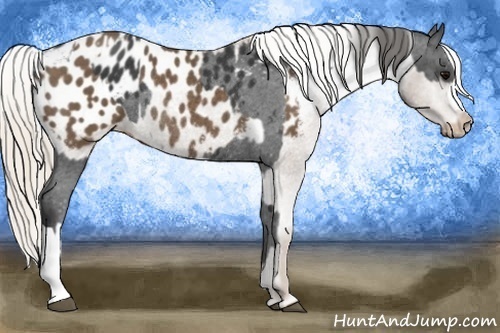 Horse Color:Black Appaloosa Rabicano and Silver Black Appaloosa Rabicano