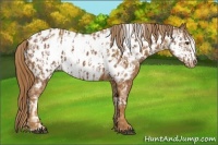 Horse Color:Chestnut Near Leopard  and Chestnut Frame Near Leopard 