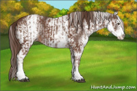 Horse Color:White Spotted Chestnut Sabino and Gray White Spotted Chestnut Sabino