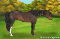 Horse Color:Liver Chestnut