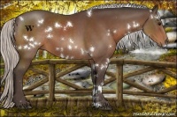 Horse Color:White Spotted Silver Bay 
