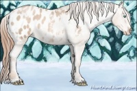 Horse Color:White Spotted Buckskin Pearl Appaloosa