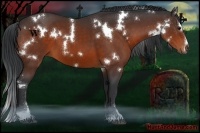 Horse Color:White Spotted Bay Sabino