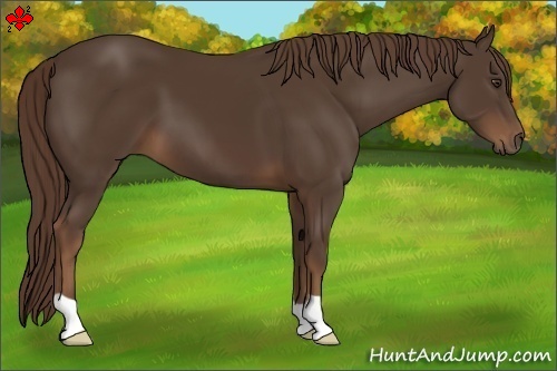 Horse Color:Liver Chestnut