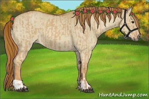 Horse Color:Red Dun Roan  and Red Dun Roan 