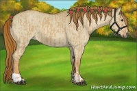 Horse Color:Red Dun Roan  and Red Dun Roan 