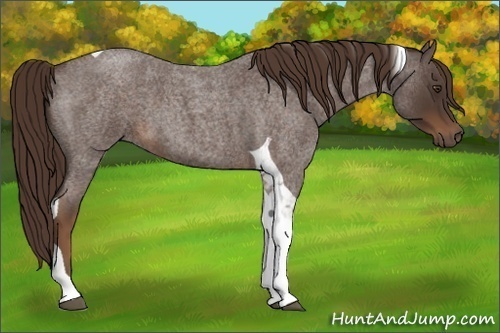 Horse Color:Liver Red Roan Tobiano