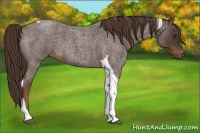 Horse Color:Liver Red Roan Tobiano 