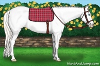 Horse Color:Perlino Roan Dun Sabino Splash Appaloosa Rabicano 