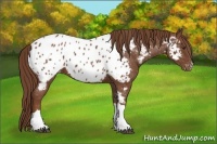 Horse Color:Chestnut Appaloosa 