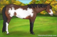 Horse Color:Bay Frame 