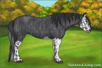 Horse Color:Blue Roan  and Blue Roan Splash 