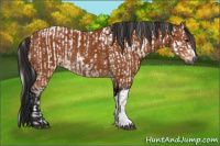 Horse Color:Gray Bay and Gray Bay Rabicano