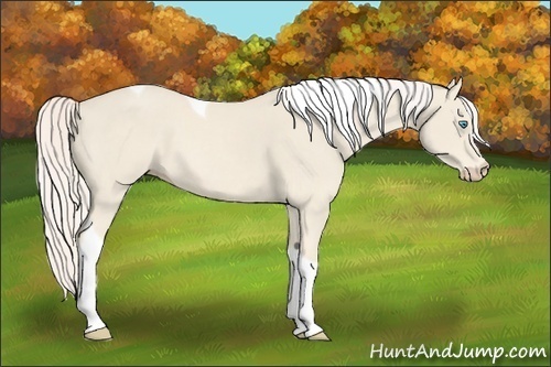 Horse Color:Cremello Tobiano 