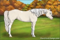 Horse Color:Cremello Tobiano 