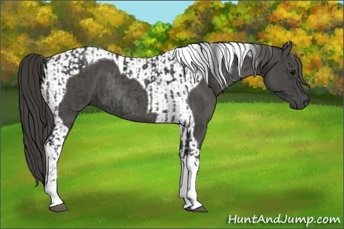 Horse Color:Smoky Black Tobiano  and Smoky Black Tobiano Rabicano 