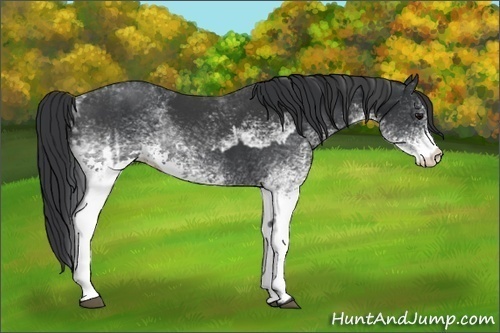 Horse Color:White Spotted Black  and White Spotted Black 