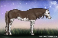 Horse Color:Liver Chestnut  and Liver Chestnut Splash 