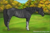 Horse Color:Black  and Black Rabicano 