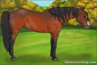 Horse Color:Brown Splash Frame Rabicano 