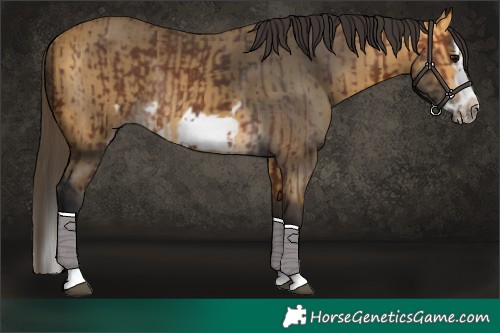 Horse Color:Brown Splash Frame Rabicano  and Buckskin Splash Frame Rabicano 