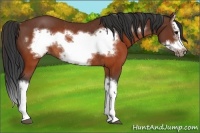 Horse Color:Brown Splash Frame Rabicano