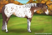 Horse Color:Chocolate Brown Sabino Splash Tobiano Appaloosa Rabicano