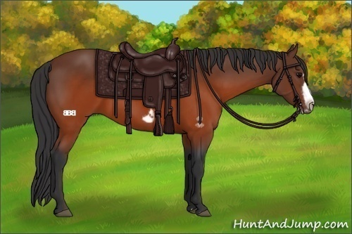 Horse Color:Brown Splash Frame Rabicano 