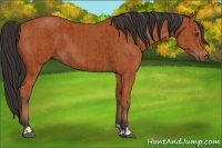 Horse Color:Bay  and Bay 