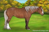 Horse Color:Silver Bay and Silver Bay