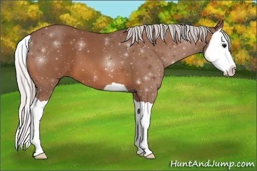 Horse Color:Silver Bay Splash 