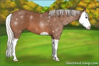 Horse Color:Silver Bay Splash 