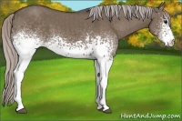 Horse Color:White Spotted Silver Grullo Brindle 