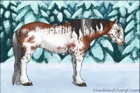 Horse Color:Brown Splash Frame Rabicano  and Bay Splash Frame Rabicano 