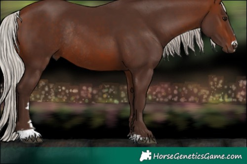 Horse Color:Silver Brown Rabicano 